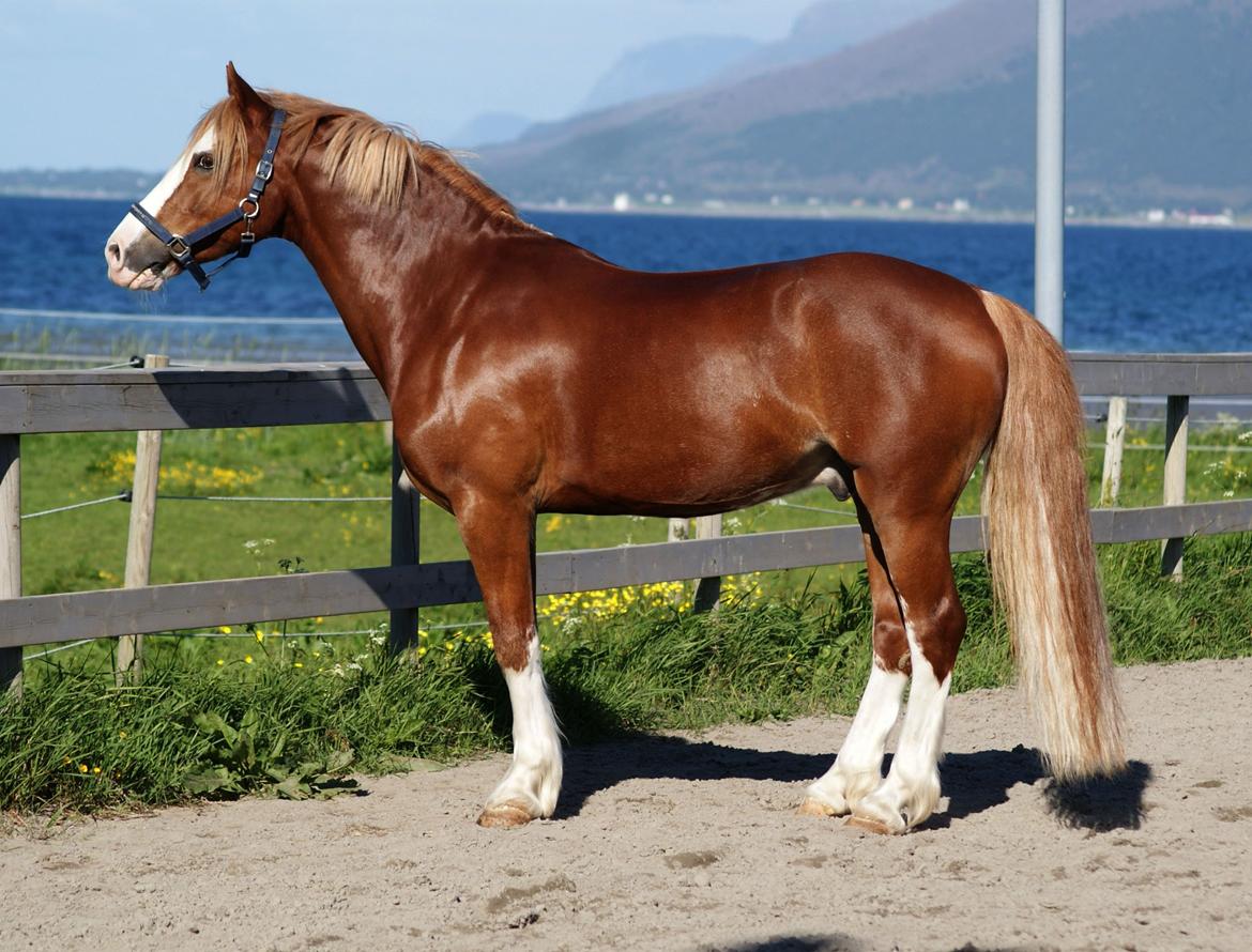 Welsh Cob (sec D) Oppheims Lorenzo billede 9