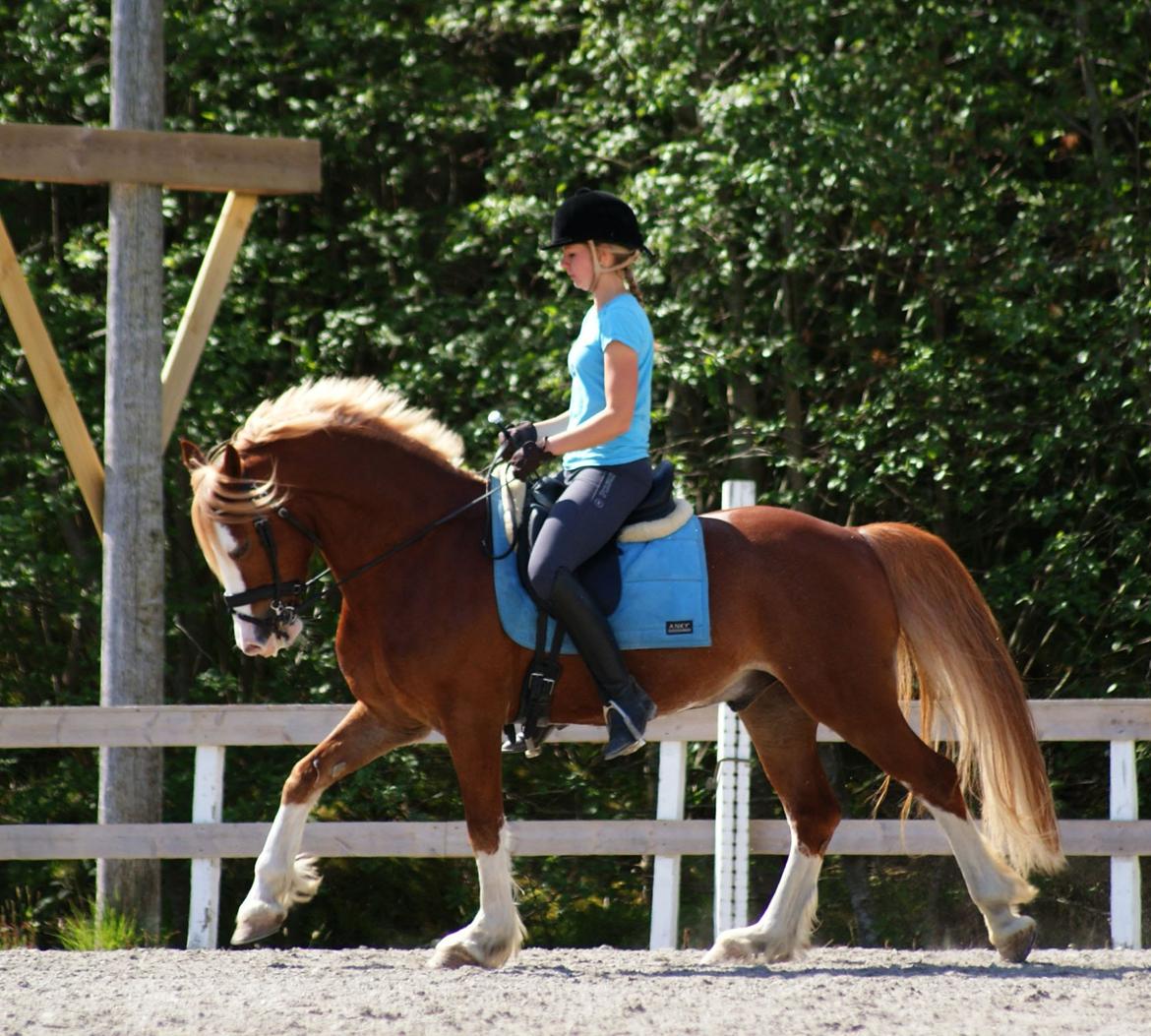 Welsh Cob (sec D) Oppheims Lorenzo billede 17