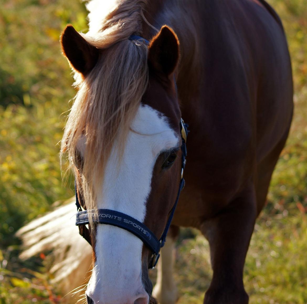 Welsh Cob (sec D) Oppheims Lorenzo billede 18