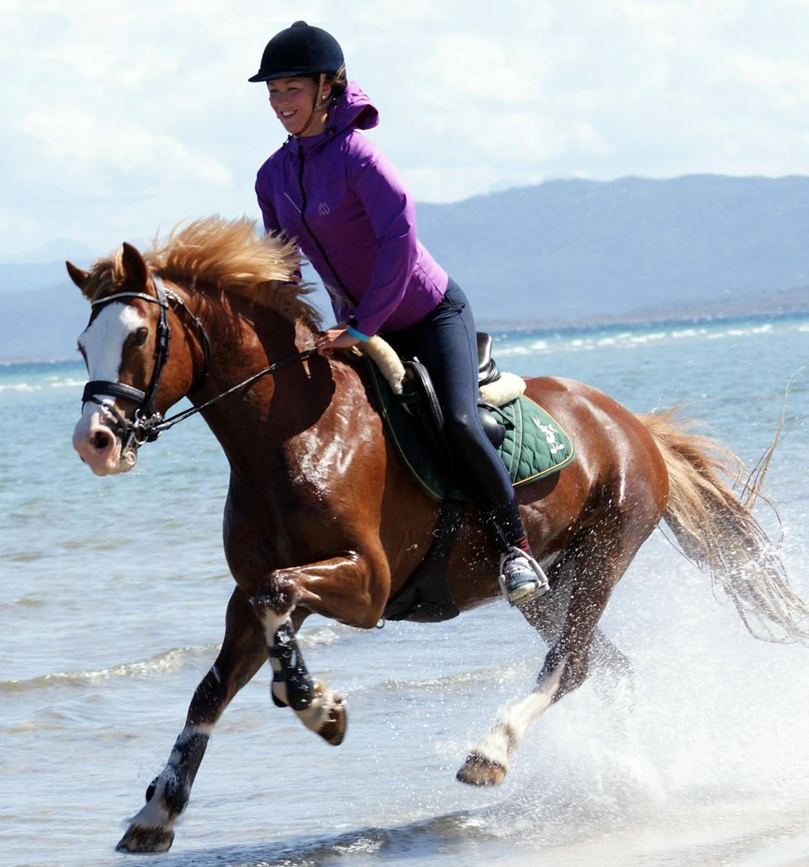 Welsh Cob (sec D) Oppheims Lorenzo billede 19