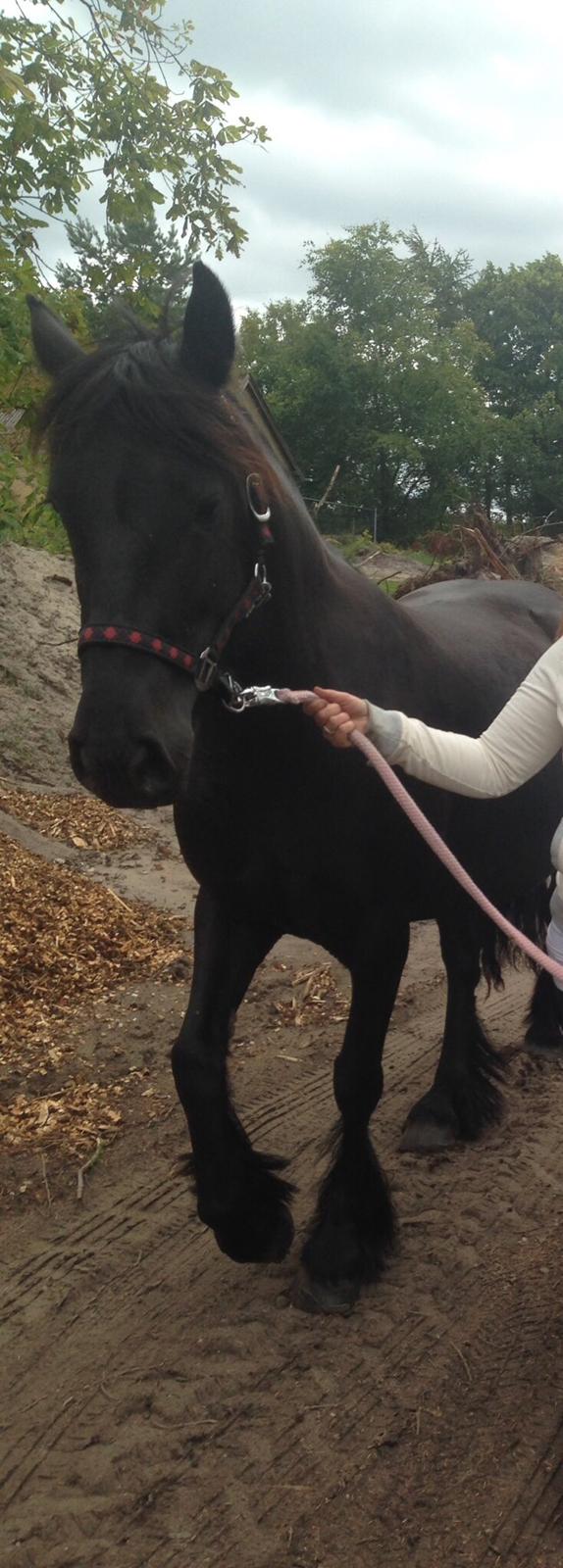 Fell pony Ellegaards Donna billede 20