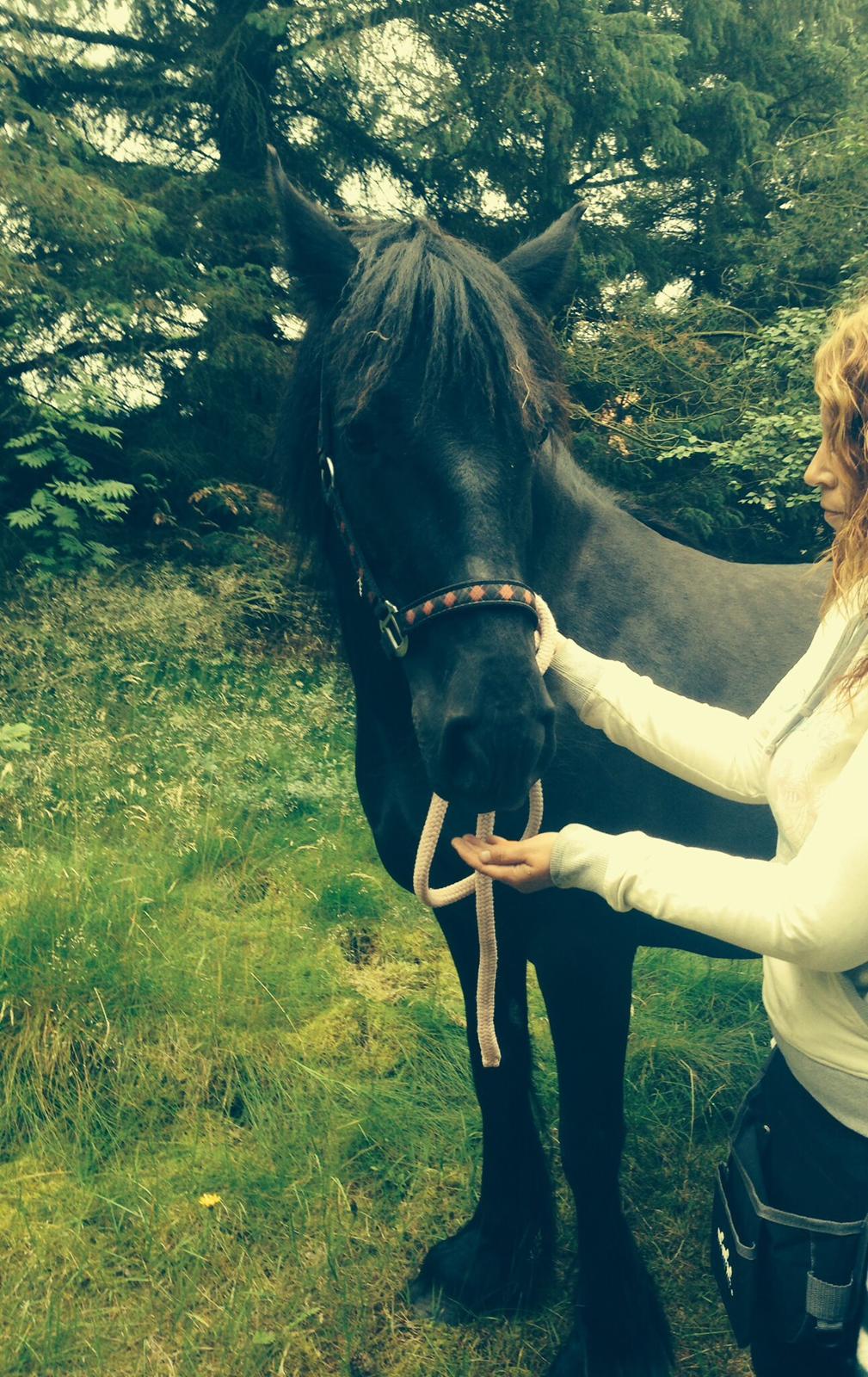 Fell pony Ellegaards Donna billede 21