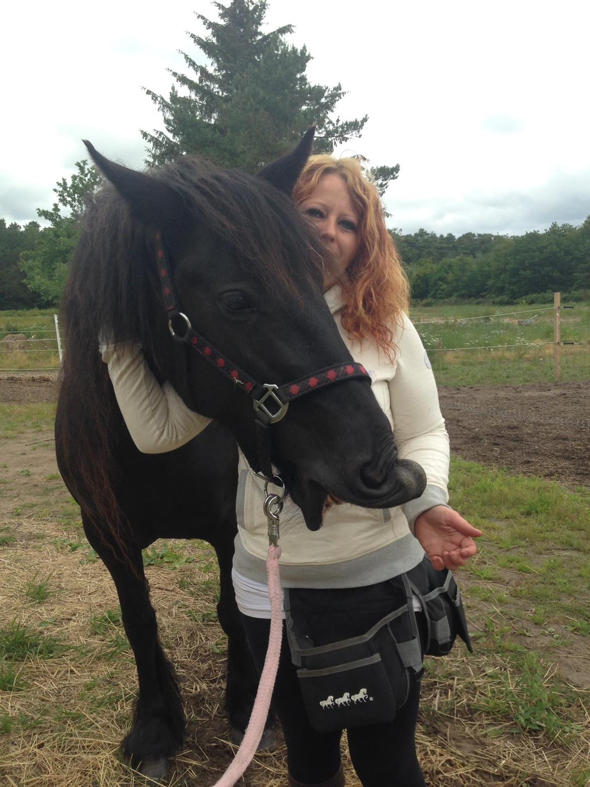 Fell pony Ellegaards Donna billede 22