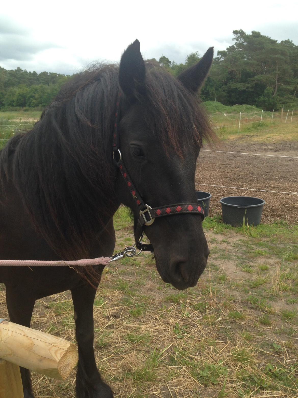 Fell pony Ellegaards Donna billede 23