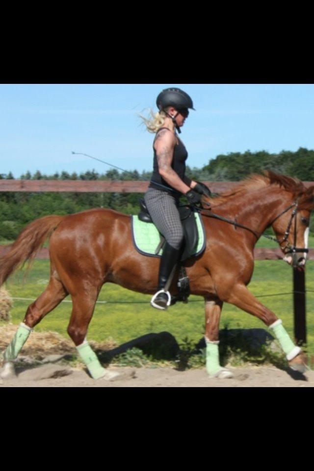 Anden særlig race Trevano billede 5