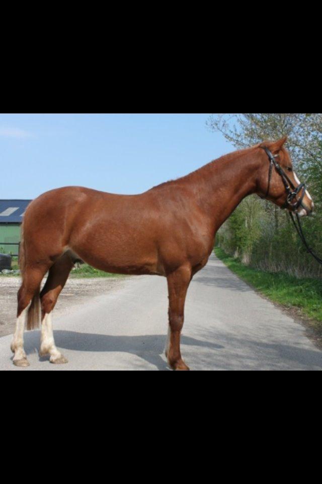 Anden særlig race Trevano billede 7