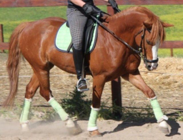 Anden særlig race Trevano billede 8