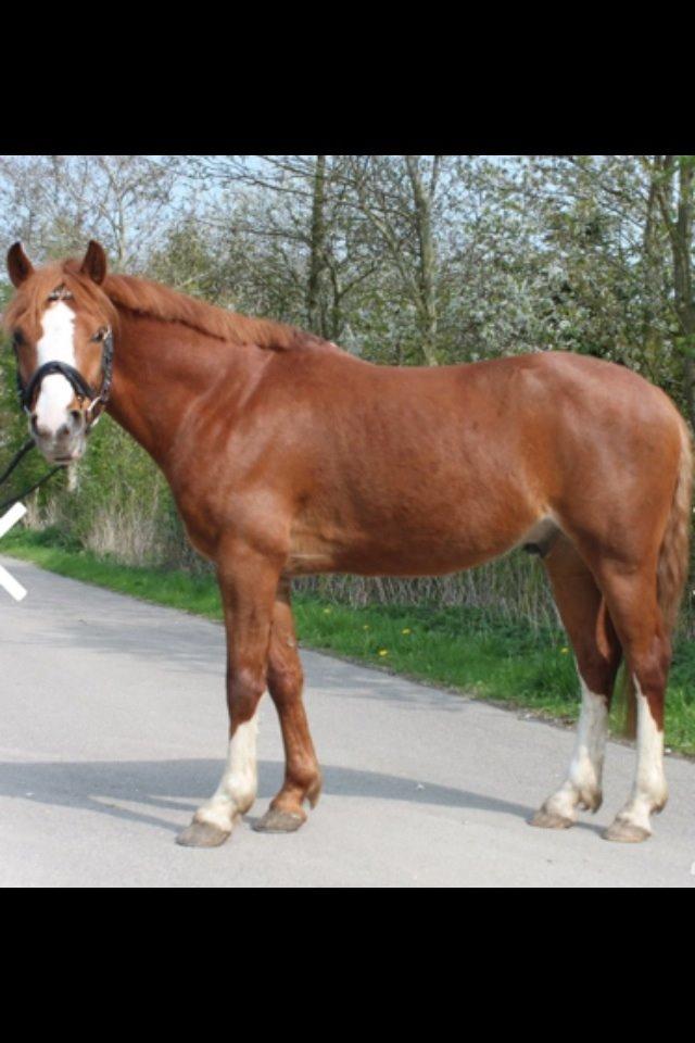 Anden særlig race Trevano billede 9