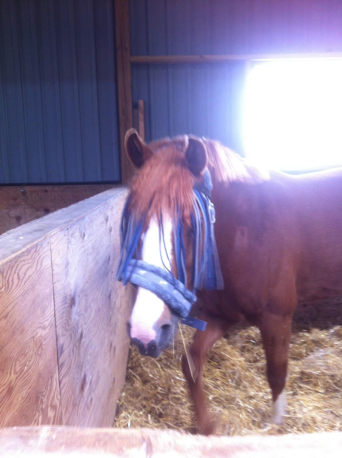 Anden særlig race Trevano billede 11