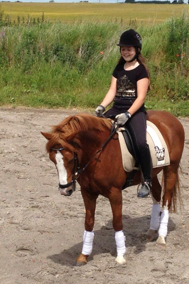 Anden særlig race Trevano billede 13