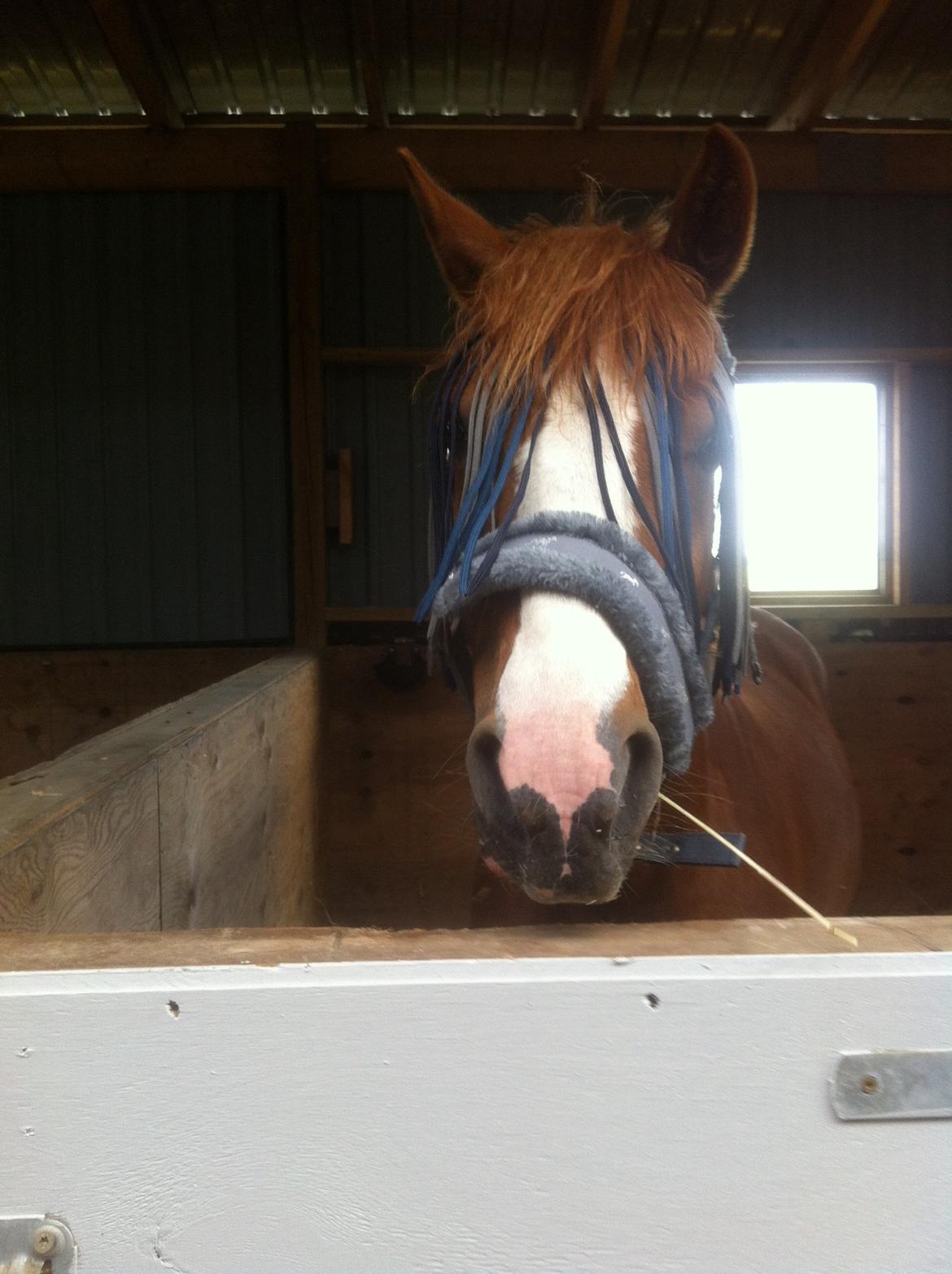 Anden særlig race Trevano billede 12