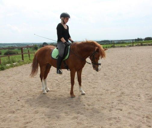 Anden særlig race Trevano billede 14