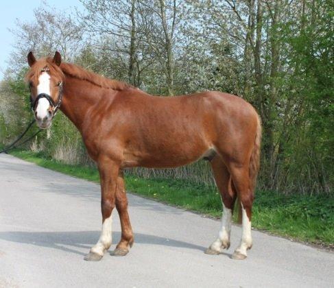 Anden særlig race Trevano billede 19