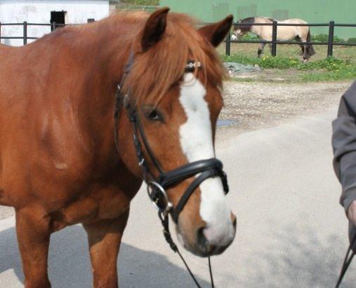 Anden særlig race Trevano billede 16