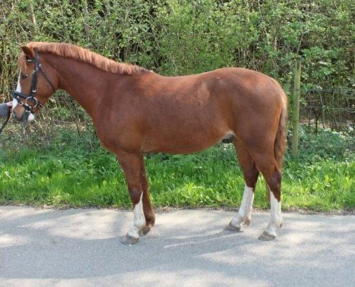 Anden særlig race Trevano billede 15