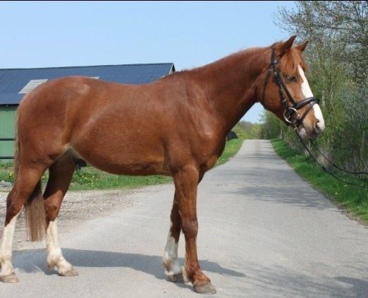 Anden særlig race Trevano billede 17