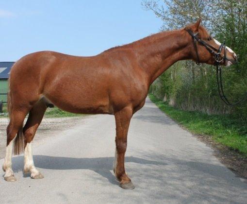 Anden særlig race Trevano billede 18