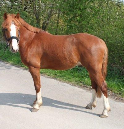 Anden særlig race Trevano billede 20