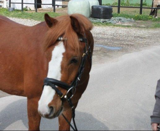 Anden særlig race Trevano billede 21