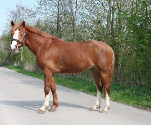 Anden særlig race Trevano billede 22