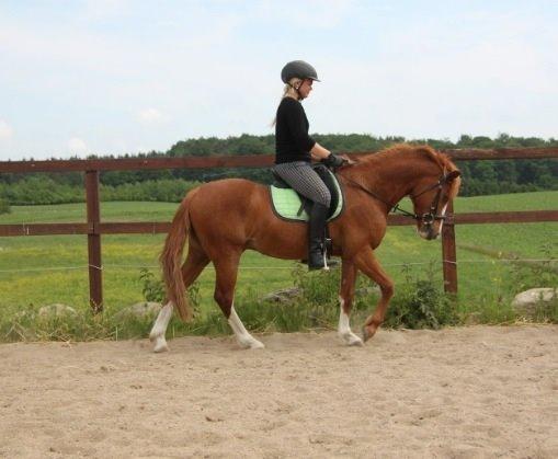 Anden særlig race Trevano billede 23