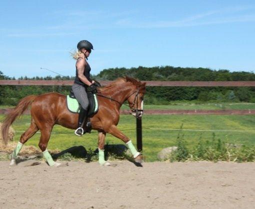 Anden særlig race Trevano billede 24