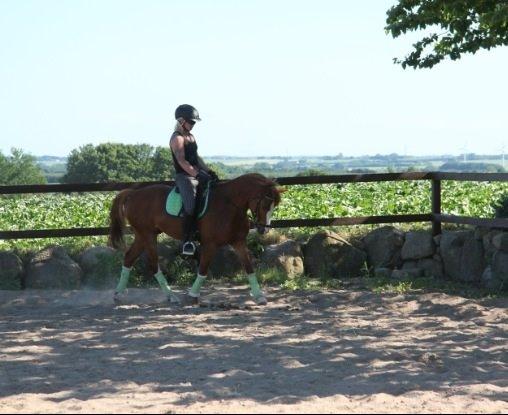 Anden særlig race Trevano billede 25