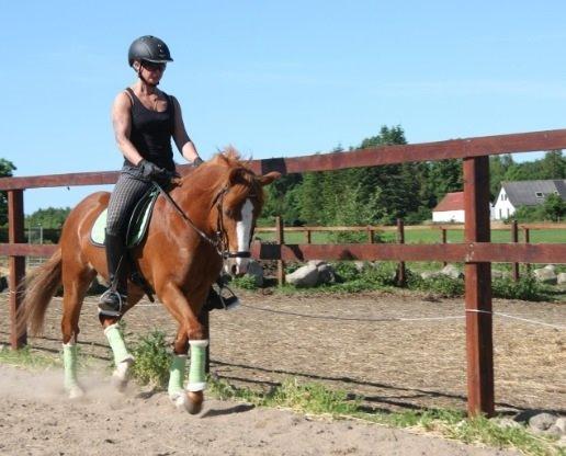 Anden særlig race Trevano billede 26