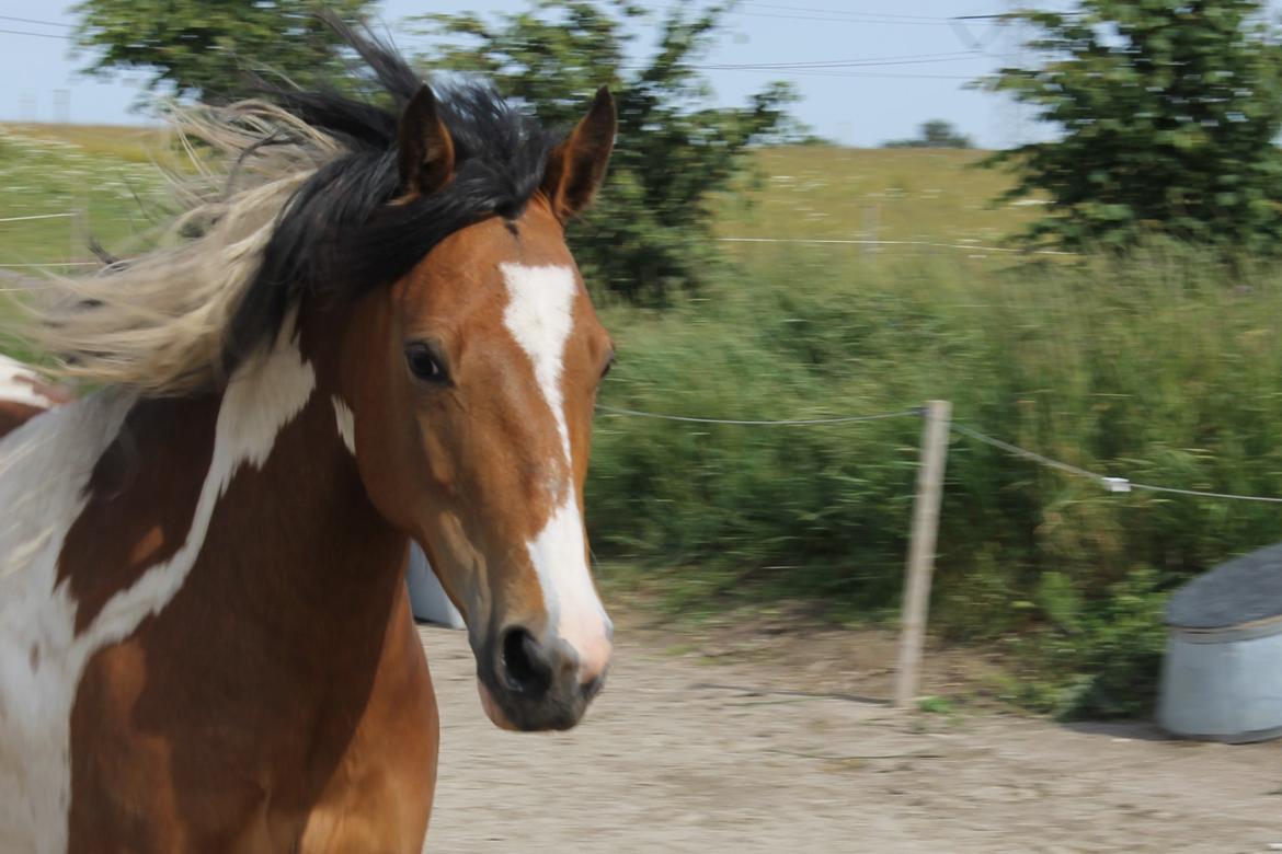 Pinto Padmé - My Soulmate - Beautiful! 2014 billede 2