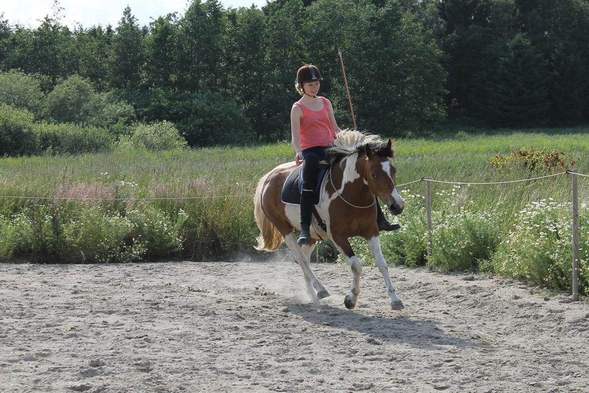 Pinto Padmé - My Soulmate - Galop i cordeo :) 2014 billede 4
