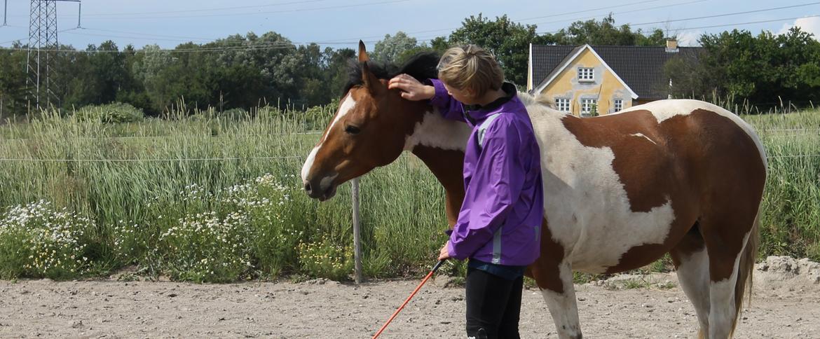 Pinto Padmé - My Soulmate - Et lille udklip fra træningen. 2014 billede 9