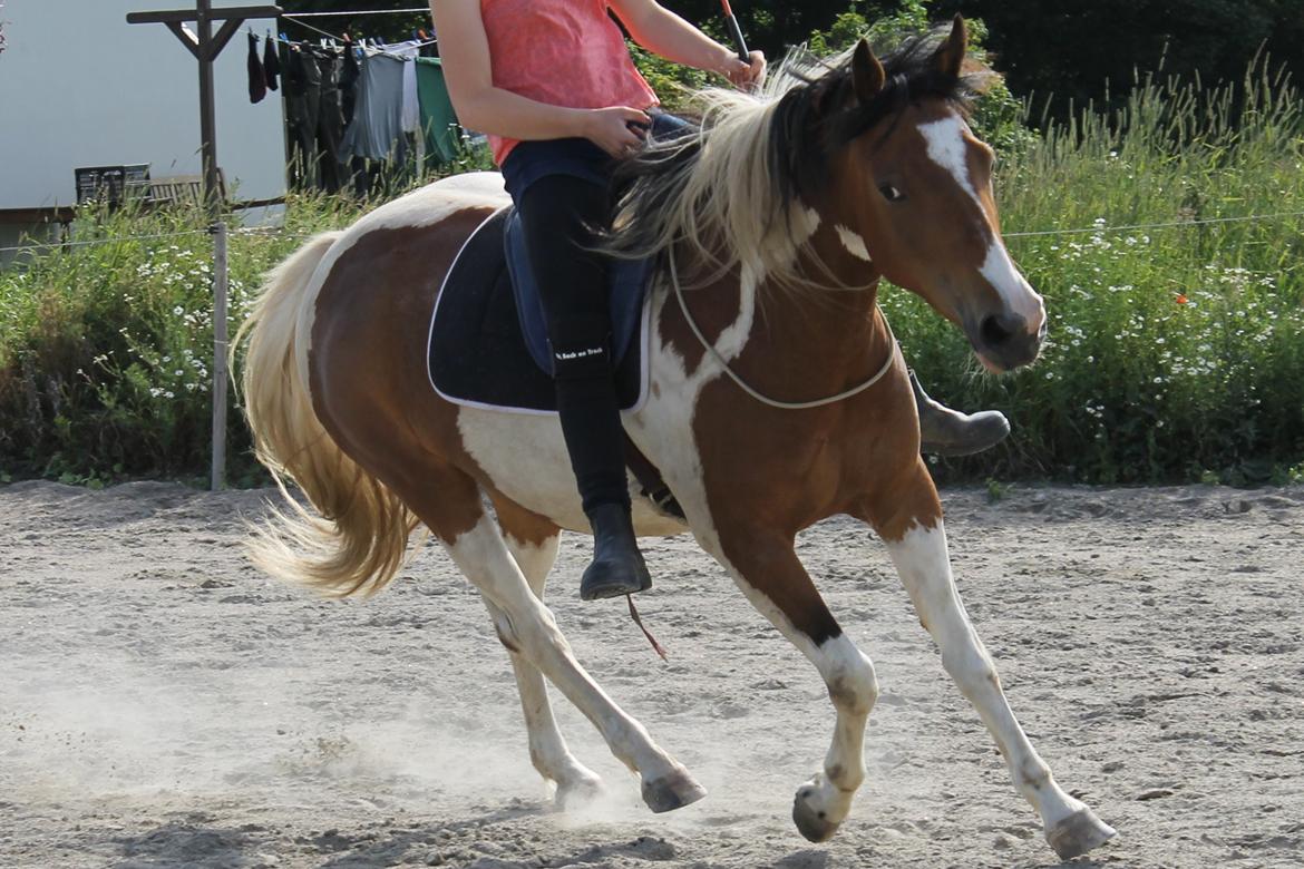 Pinto Padmé - My Soulmate - 2014 billede 11