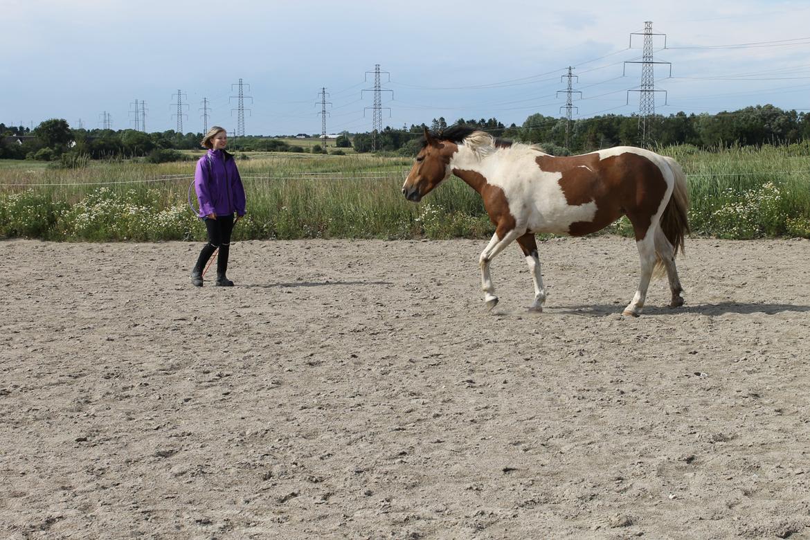 Pinto Padmé - My Soulmate - Træning fra jorden 2014 billede 13