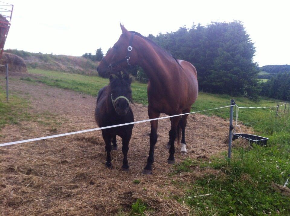 Anden særlig race Darling  billede 8