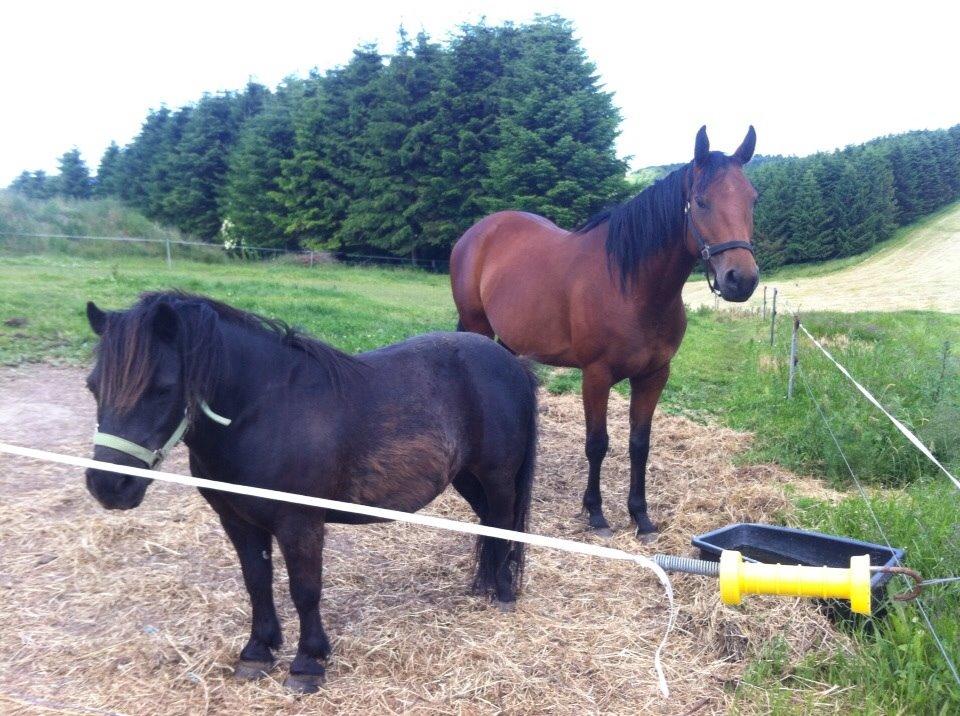 Anden særlig race Darling  billede 9