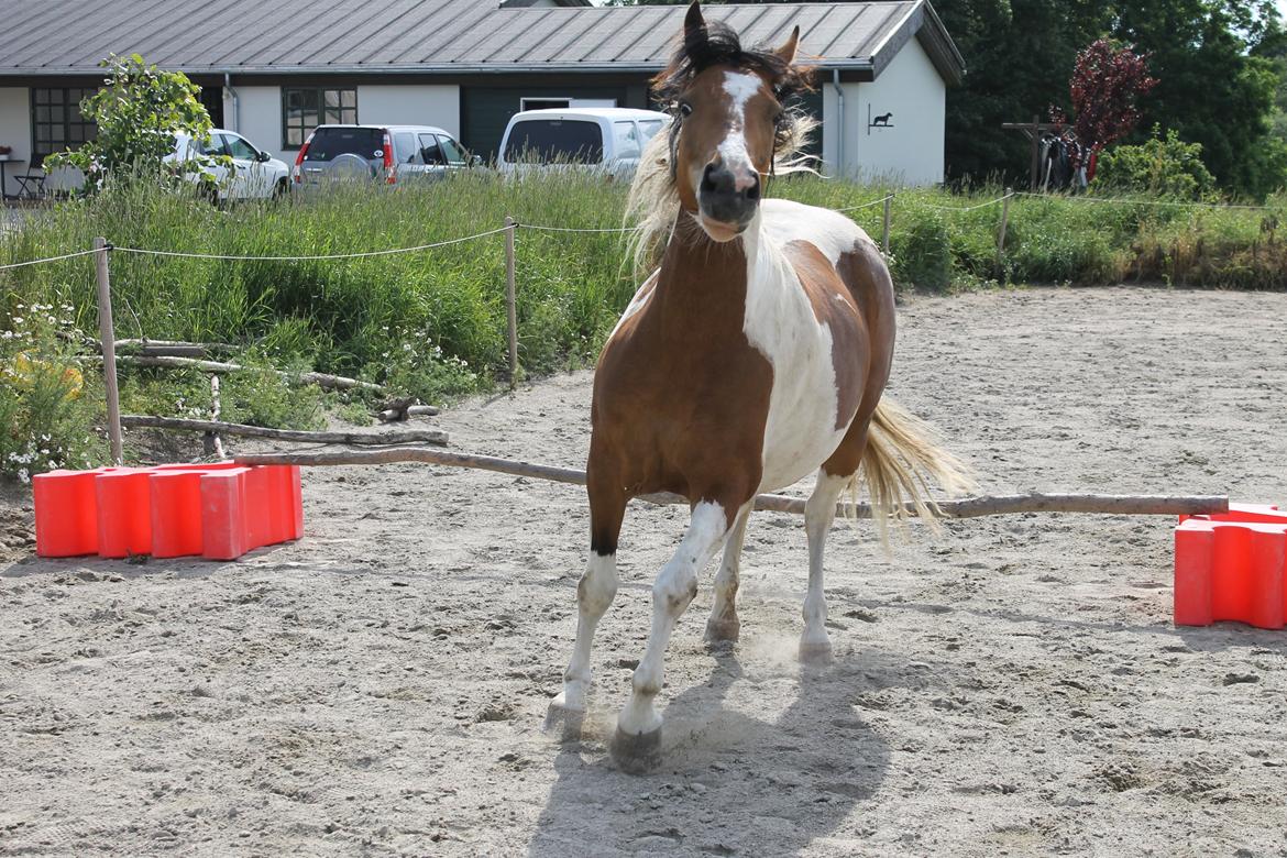 Pinto Padmé - My Soulmate - ser mystisk ud efter landing. 2014 billede 14