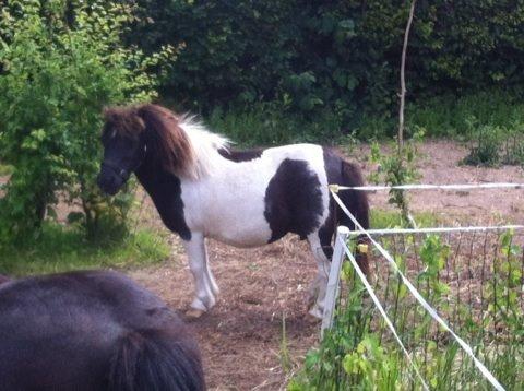 Anden særlig race Søby's Fie billede 1