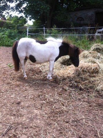 Anden særlig race Søby's Fie billede 2