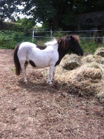 Anden særlig race Søby's Fie billede 3
