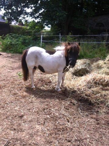 Anden særlig race Søby's Fie billede 4