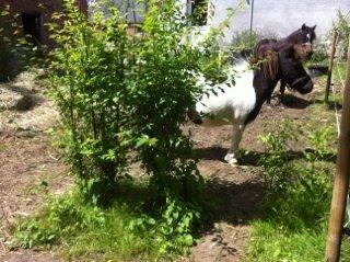 Anden særlig race Søby's Fie billede 5