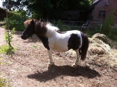 Anden særlig race Søby's Fie billede 6