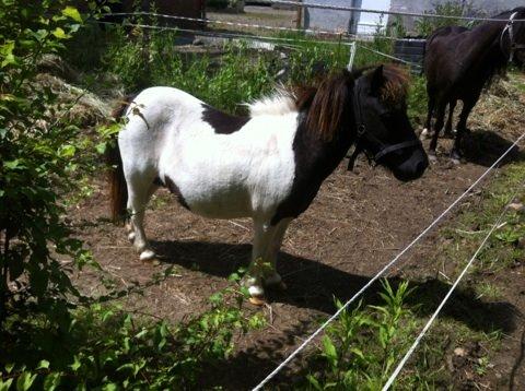 Anden særlig race Søby's Fie billede 8