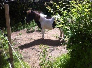 Anden særlig race Søby's Fie billede 7