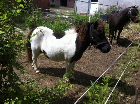 Anden særlig race Søby's Fie billede 9