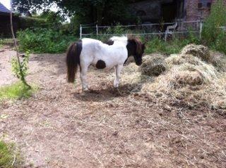 Anden særlig race Søby's Fie billede 10