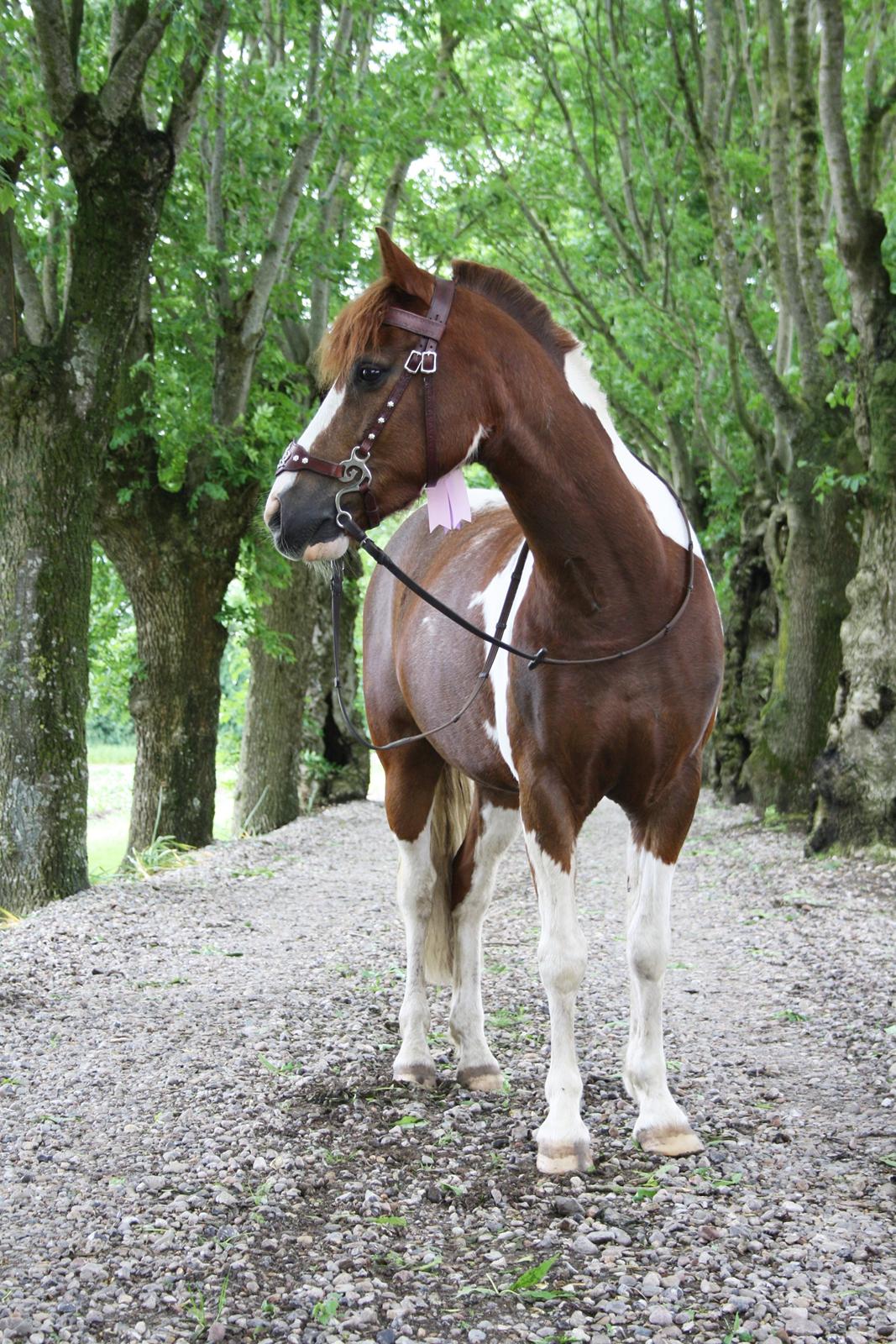 Pinto | Emir Ponygården | My best friend | - Min lille supermodel.<3 billede 5