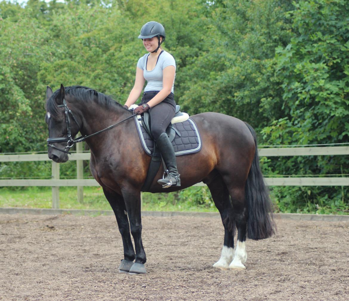 Welsh Cob (sec D) Dynamite Bogart billede 6