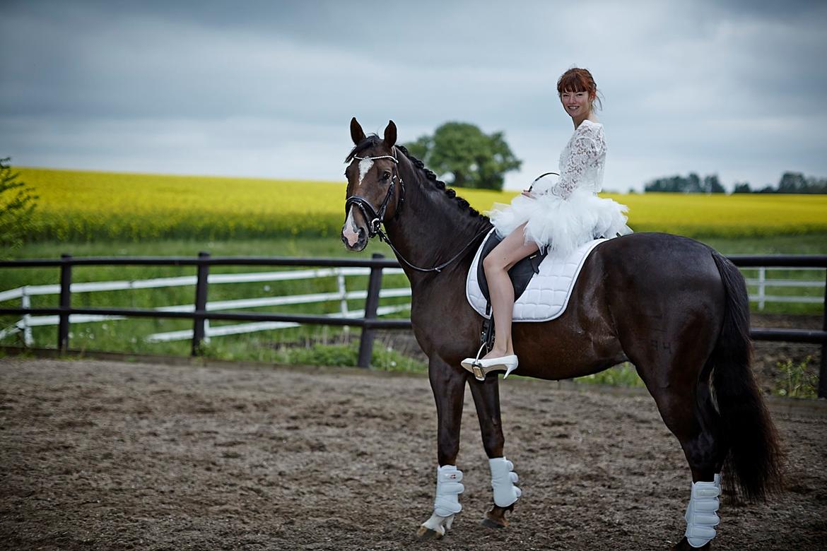 Dansk Varmblod Don poséidon F.J. - Konfirmation dato.16/5-2014 <3 billede 4
