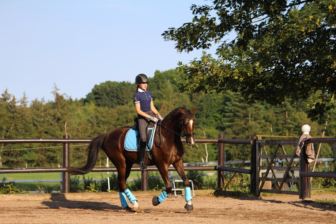 Dansk Varmblod Don poséidon F.J. - dressurtræning dato. 27/6-2014 billede 18
